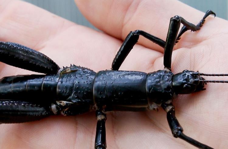 Lord Howe Island Stick Insect on a persons hand. The insect has six legs, a long black body and two antennas on its head.