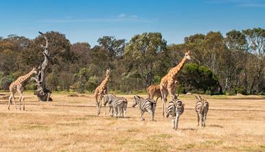 A group of five zebras and four giraffes on the open Savannah at Werribee Open Range Zoo.
