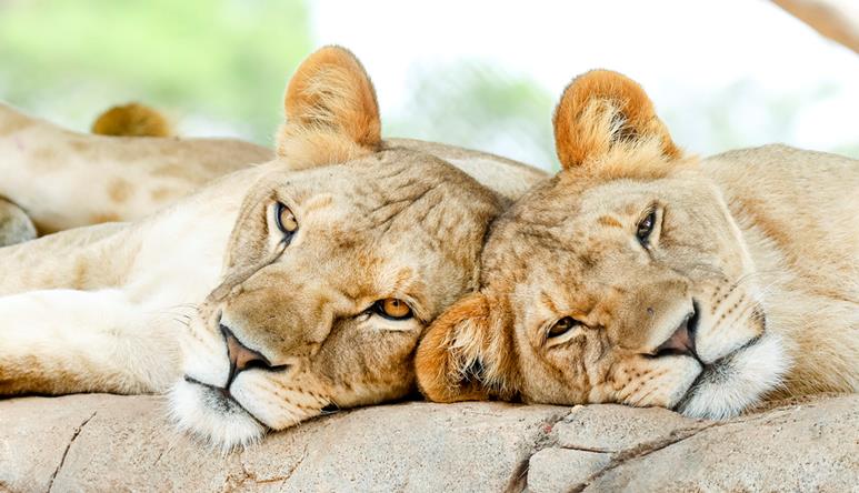 Two sleepy looking lion cubs laying with their heads together while sunning themselves on a rock.