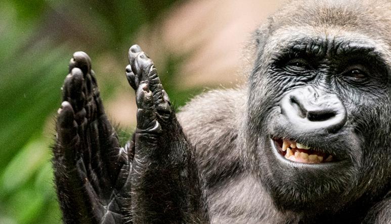 A Western Lowland Gorilla, smiling, clapping and looking left.