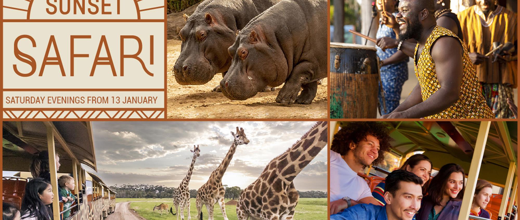 "Sunset Safari: Saturday evenings from 13 January"; images include two Hippopotamuses, four African drummers, a Safari bus running parallel to three Giraffes and a Gazelle, and a crowd of guests looking out of a bus.