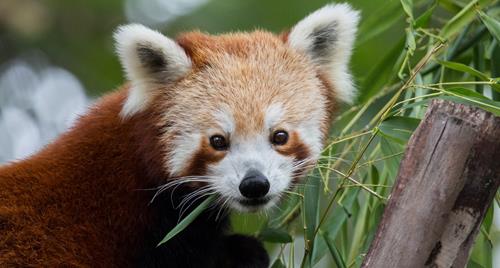 A Red Panda, looking to their right at the camera, while holding on to a tree branch.