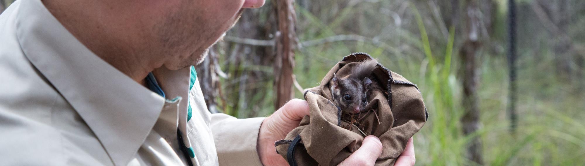 Man looking at a young Leadbeater's Possum in a sack.
