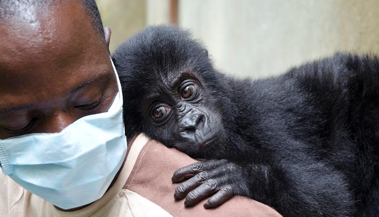 A doctor wearing a hospital mask with a baby orphan gorilla on his shoulder.
