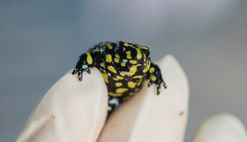 Southern Corroboree Frog being held up to the camera
