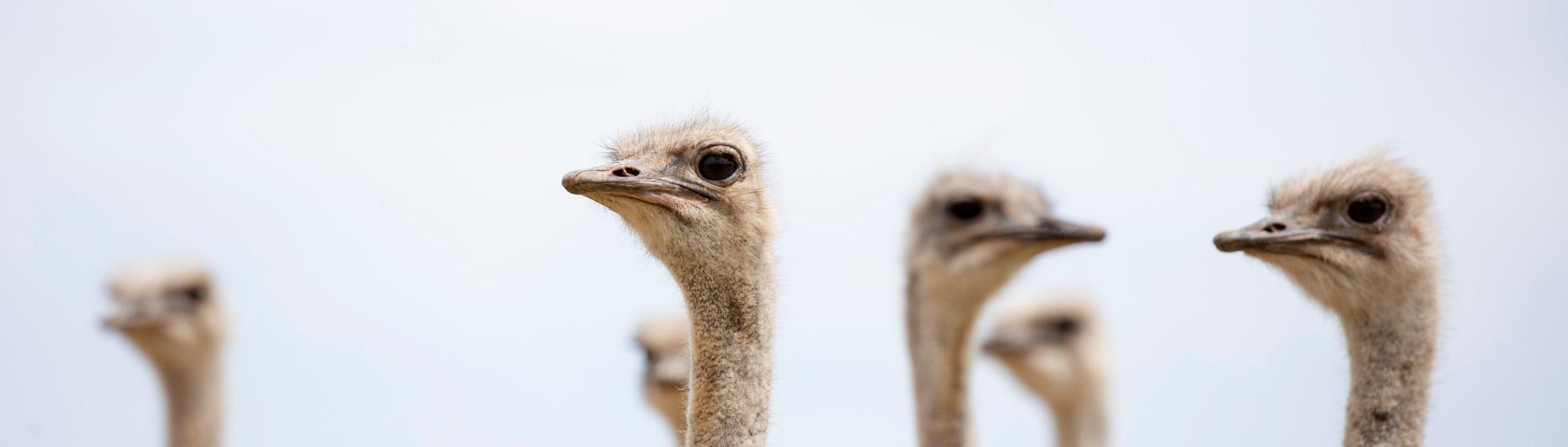 Six ostrich heads looking in different directions.