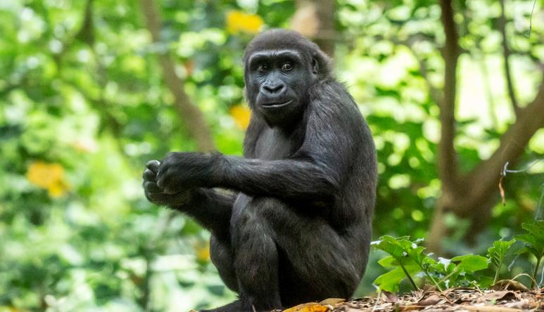Kanzi, a young Gorilla sitting on the hill with trees in the background.