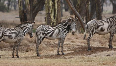 Five Grevy's Zebras standing in a long line.