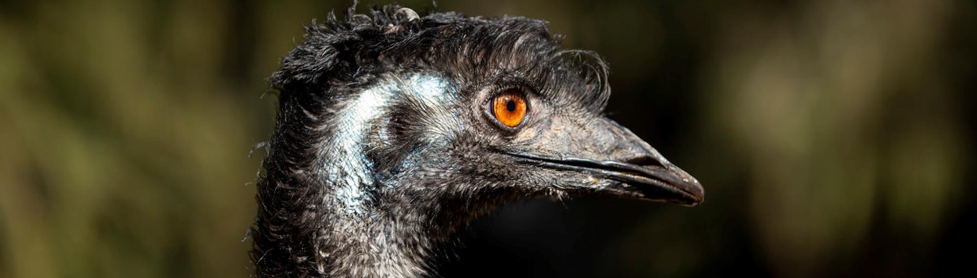 Close up profile of an emu head. The emu is facing to the right and has an orange eye.