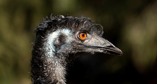 Close up profile of an emu head. The emu is facing to the right and has an orange eye.