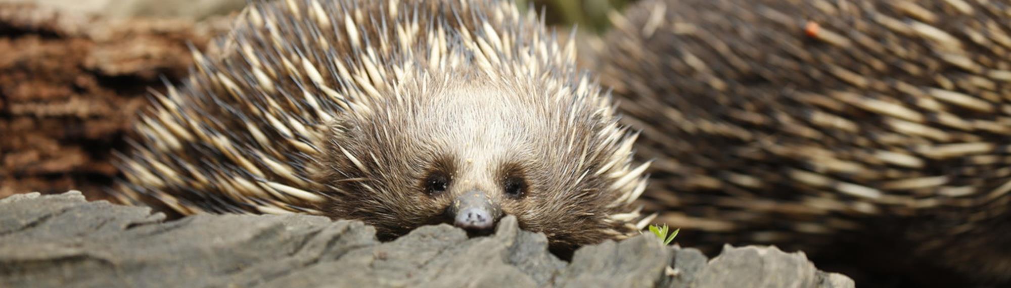 An echidna lying on the ground, peaking over a log, looking towards the camera. It has perched its nose on a log.