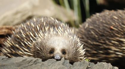 An echidna lying on the ground, peaking over a log, looking towards the camera. It has perched its nose on a log.