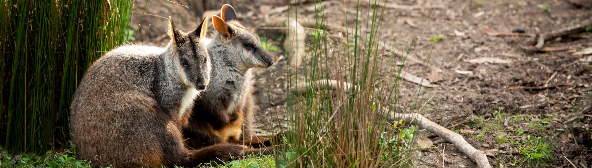 Two Brush-Tailed Rock Wallabies sitting together. They are leaning against a shrub. 