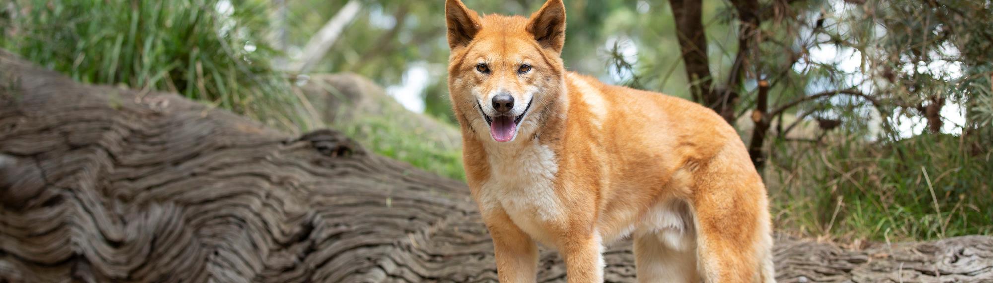 An orange dingo looks towards the camera. Its mouth is open and its ears are up. There is a tree trunk lying on the ground and shrubs behind it. 