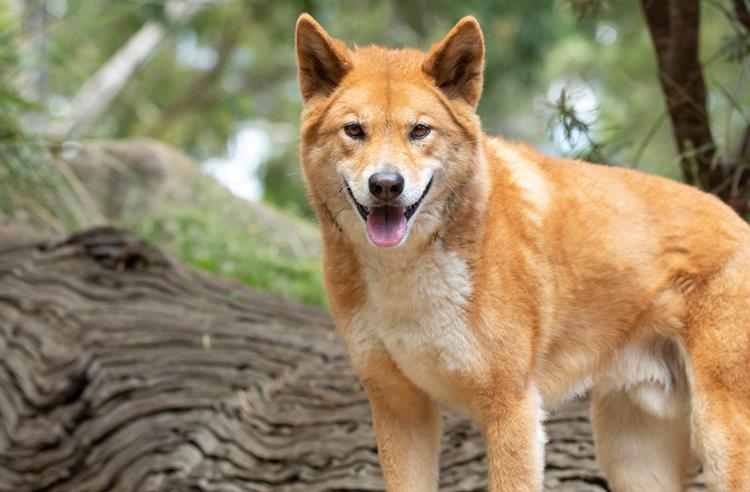 An orange dingo looks towards the camera. Its mouth is open and its ears are up. There is a tree trunk lying on the ground and shrubs behind it. 