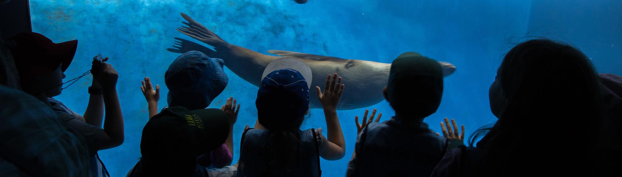 Silhouette of children watching seals swim via underwater glass window.