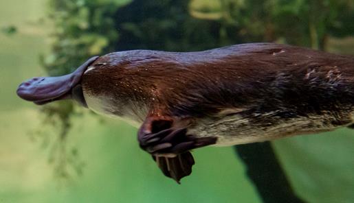 Side view of a brown platypus swimming through the water. 