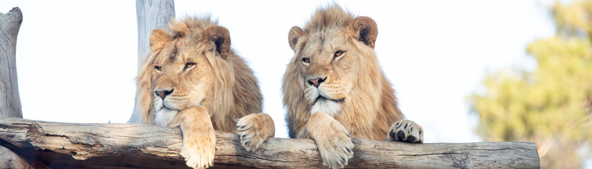 Two male Lions relaxing side by side, on a sunny platform, looking into the distance.