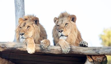Two male Lions relaxing side by side, on a sunny platform, looking into the distance.