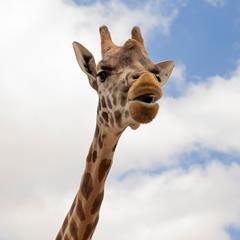 Giraffe head and long neck close up with blue sky and fluffy clouds in the background. Its mouth is partially open.