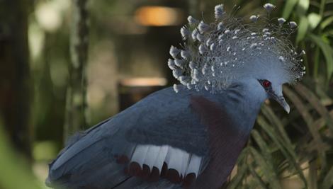 Grey Victoria Crowned Pigeon side on view.