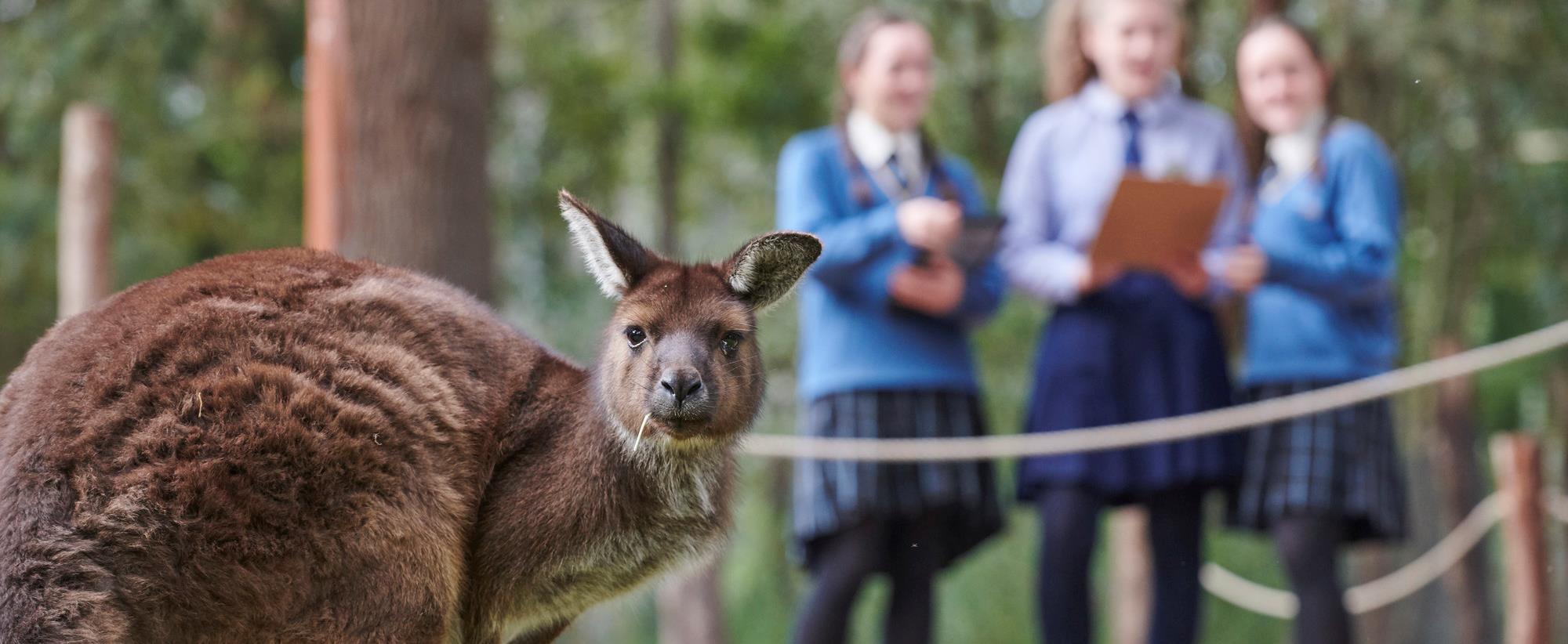 Kangaroo in foreground looking at camera while three students stand in background.