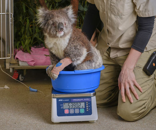 Koala sitting in a tub being weighed with keeper kneeling next to it.