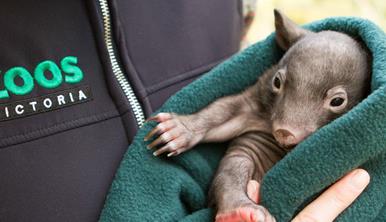 Wombat Joey Shadow wrapped snugly in a green blanket being cuddled by a keeper at Healesville Sanctuary.