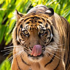 Sumatran Tiger's birthday. Tiger staring directly at the camera while licking its nose. Green leafy foliage in the background.
