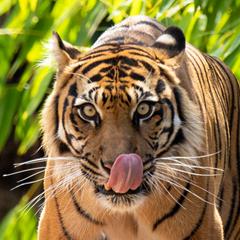 Sumatran Tiger's birthday. Tiger staring directly at the camera while licking its nose. Green leafy foliage in the background.