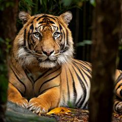 Sumatran Tiger laying down and resting in the shade under the trees. Tiger is staring at the camera between two tree trunks.