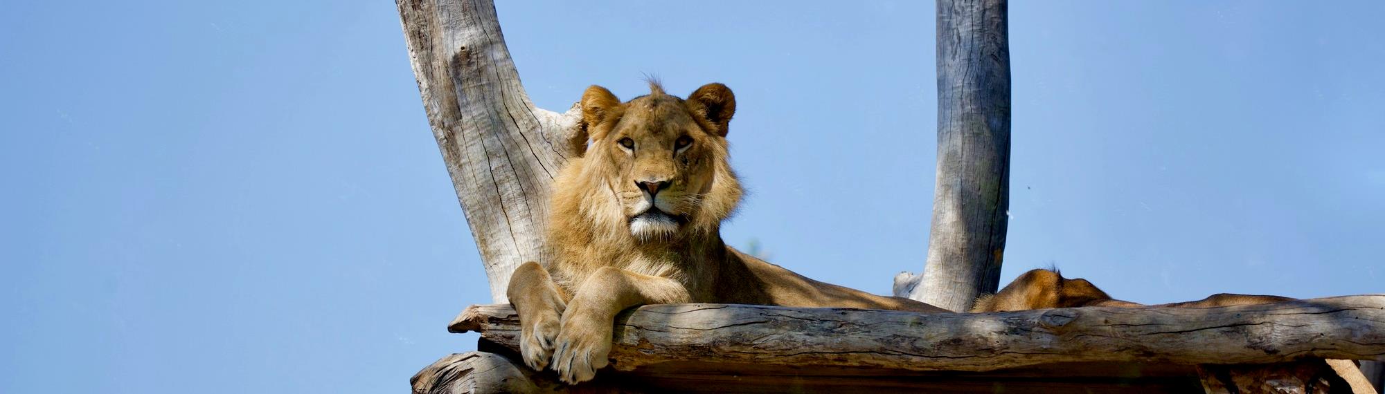 African Lion looking down while resting a wooden platform.