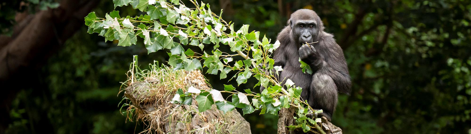 Young gorilla sitting on a log eating from a branch of fresh leaves.