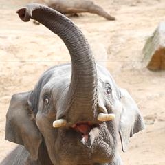 Man Jai the Asian Elephant. Looking into a young male elephant's mouth as his trunk is raised above his head.