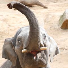 Man Jai the Asian Elephant. Looking into a young male elephant's mouth as his trunk is raised above his head.