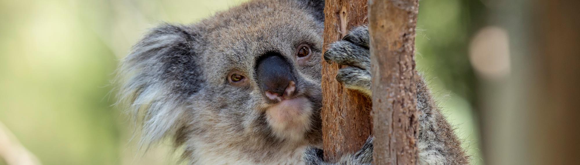 Koala looking at the camera from behind a tree branch while climbing. View of koalas upper half.