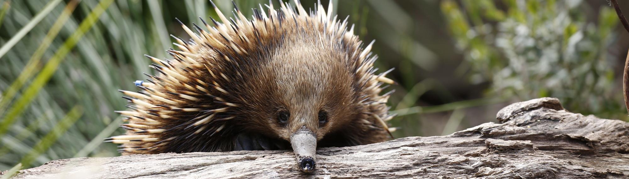 Short Beaked Echidna peaking over a log. Its beak is resting on the log and its looking towards the camera. Its brown with creamy colour spikes.