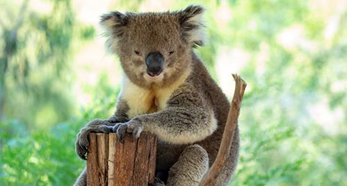 Sleepy Koala sitting at the top of a cut off tree looking towards the camera.
