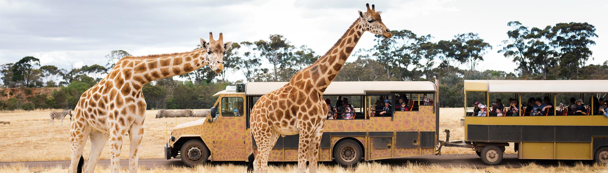Two Giraffes lined up in front of a Safari Bus on the Savannah.