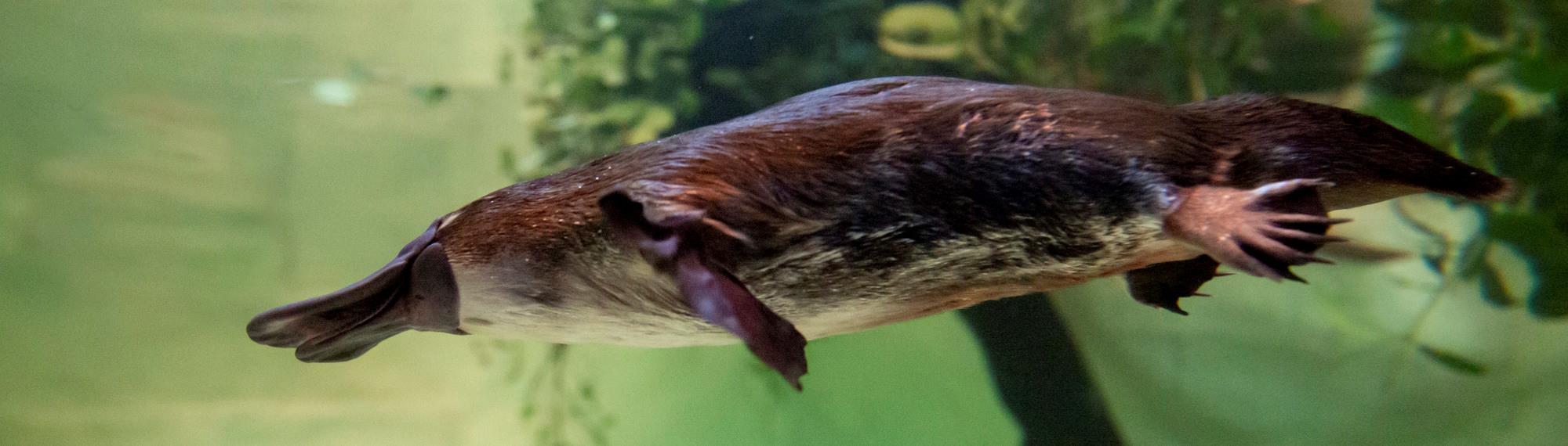 Platypus swimming through water. Platypus are brown with a paddle-shaped tail like a beaver; a sleek, furry body like an otter; and a flat bill and webbed feet like a duck. 