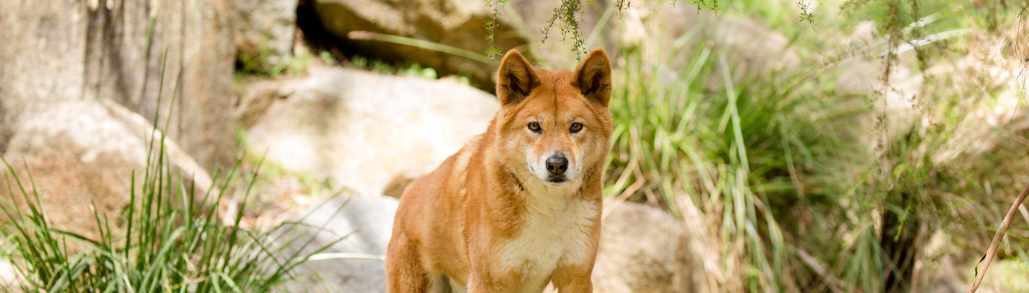 Dingo looking sternly at camera. He is a orange brown colour with ears up, standing on a log in a rocky grassed habitat.