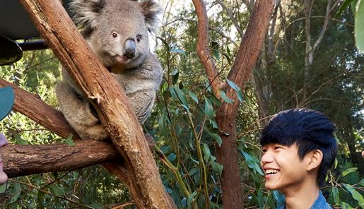 Two young people smiling as they look up at a koala in a tree at Healesville Sanctuary.