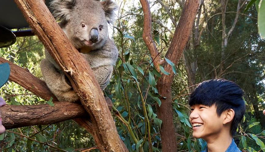 Two young people smiling as they look up at a koala in a tree at Healesville Sanctuary.
