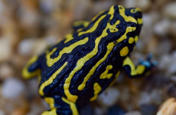 Northern Corroboree Frog with its vivid yellow and black stripes sitting on wet pebbles.