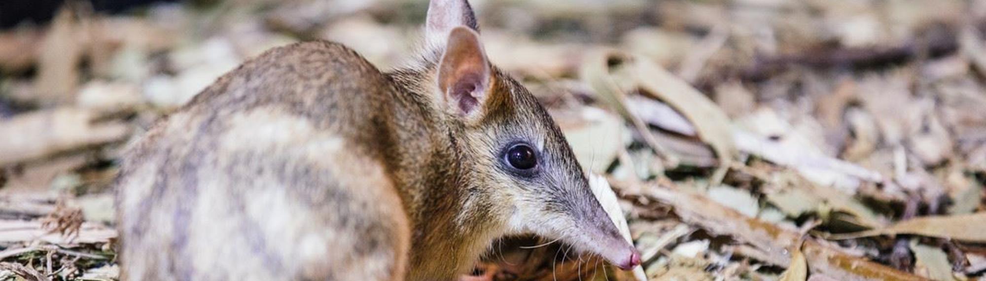 Eastern Barred Bandicoot looking at the camera while standing in some leaf litter.  