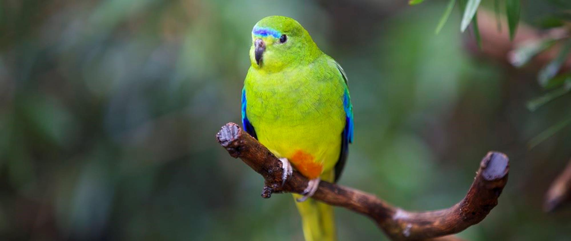 Orange Bellied Parrot sitting a tree branch. They are mostly coloured bright grass-green with areas of blue and yellow and as the name suggests, an orange belly.