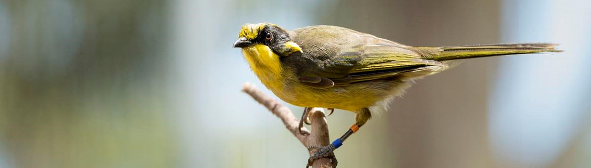 Juvenile Helmeted Honeyeater standing on a tree branch. Its a striking yellow colour with black and olive. 