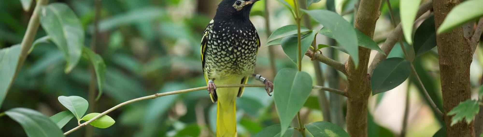Regent Honeyeater with its black head and yellow speckled body with a yellow tail standing on a tree branch amongst the leaves.