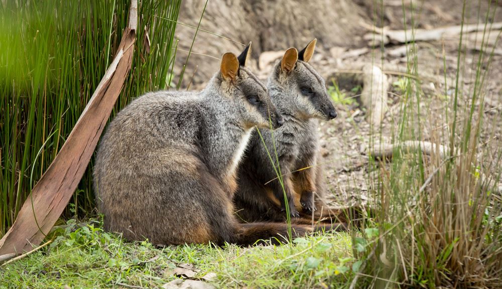 Two brush tailed rock wallabies sitting close together in long grass