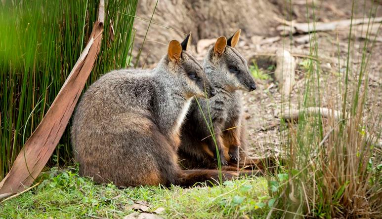 Sleepy looking Brush Tailed Rock Wallabies sitting in the mossy grass with tall dark green grass and tree behind them.